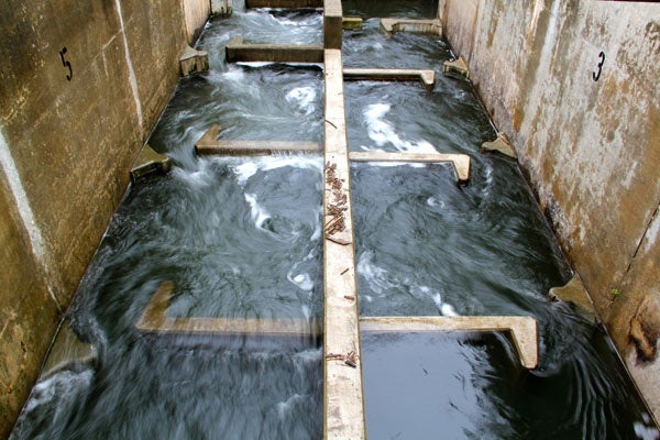 The Fairmount fish ladder is divided into chambers that allow fish like American shad to rise gradually to the water level above the dam. (Emma Lee/for NewsWorks)