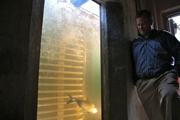 Aquatic biologist Lance Butler keeps an eye on the crowding window, where fish must pass to use the ladder. (Emma Lee/for NewsWorks)
