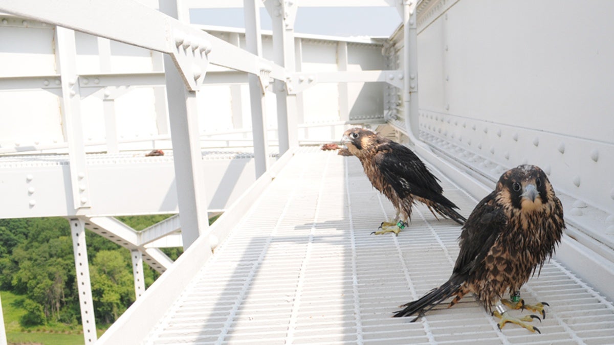  The rescued juvenile falcons (photo courtesy of Craig Koppie) 