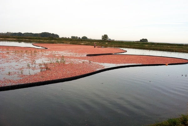 <p>Boom corrals cranberries in bog</p>
