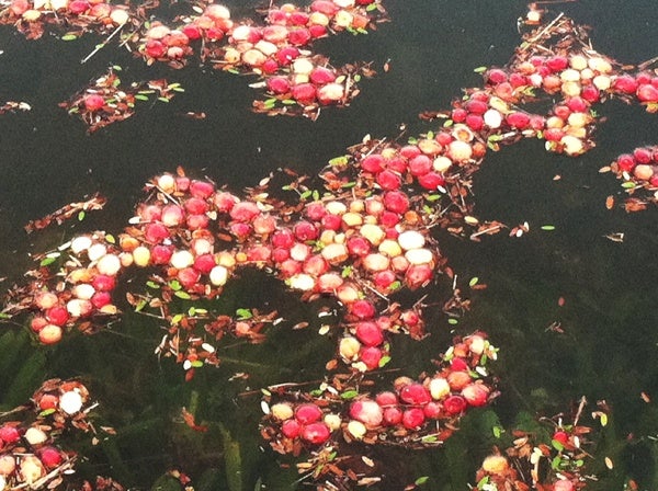 <p>Cranberries are buoyant and float on the surface once knocked off the vines.</p>
