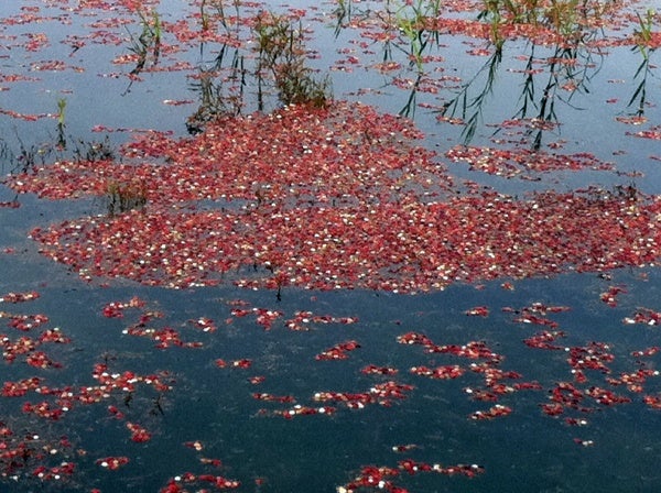 <p>Cranberries are buoyant and float on the surface once knocked off the vines.</p>
