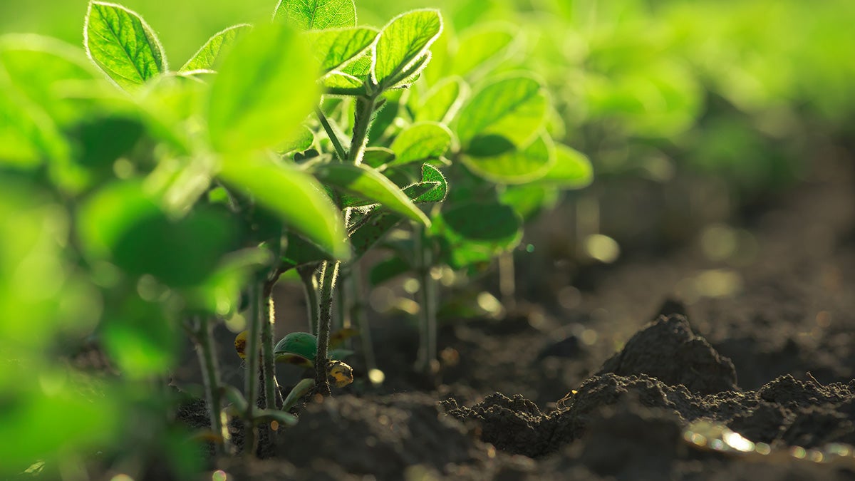  New Castle County will contribute $500,000 to Delaware's farmland preservation program to save properties from development. https://www.bigstockphoto.com/image-132409307/stock-photo-young-soybean-plants-growing-in-cultivated-field-soybean-rows-in-agricultural-field-in-sunset-selective-focus 