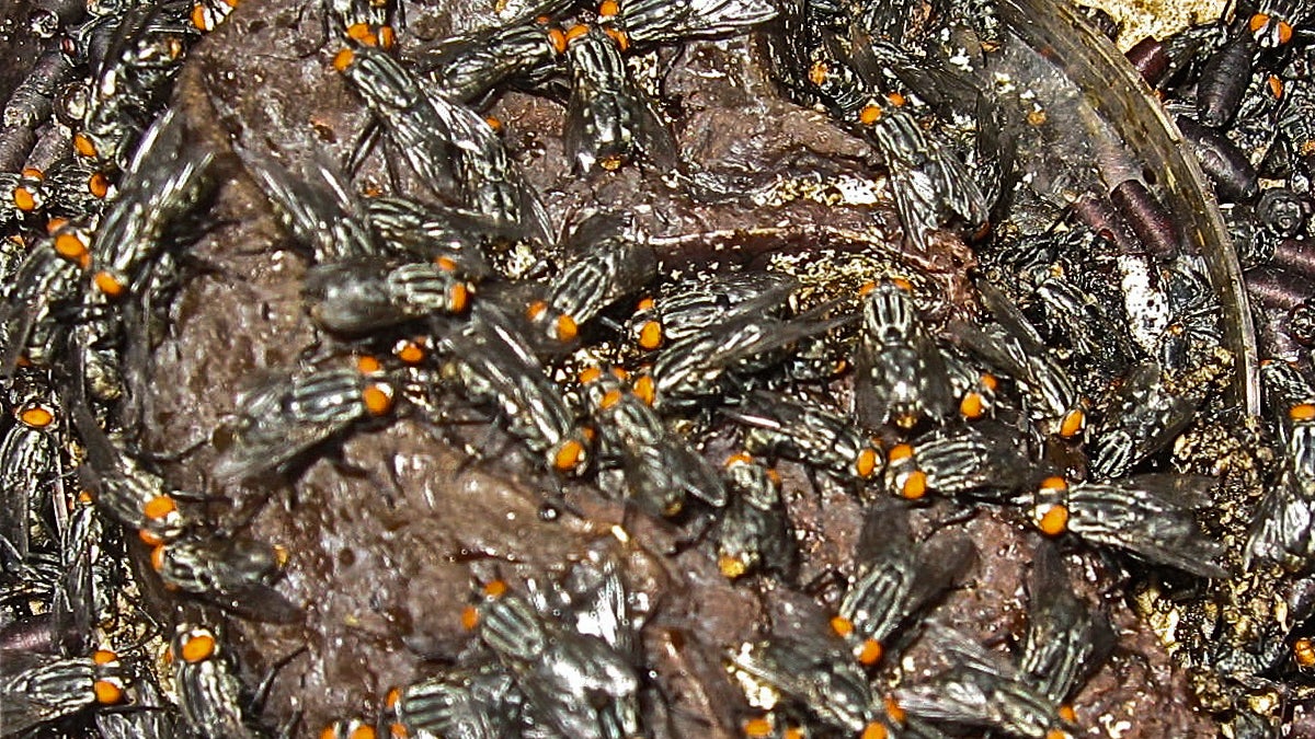 A large cluster of adult flesh flies, Sarcophaga bullata, feeding on bovine liver. (Photo courtesy of David Rivers) 