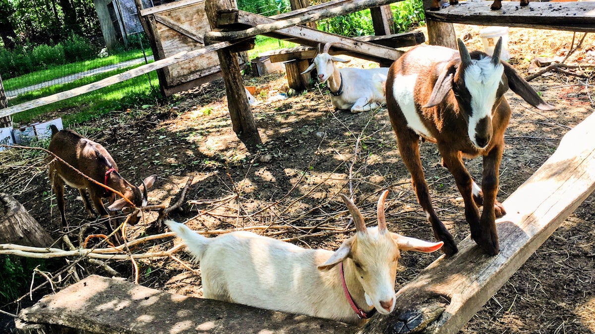 Some of the goats at Laughing Dog Farm in Gill, Mass. (Kimberly Paynter/WHYY)