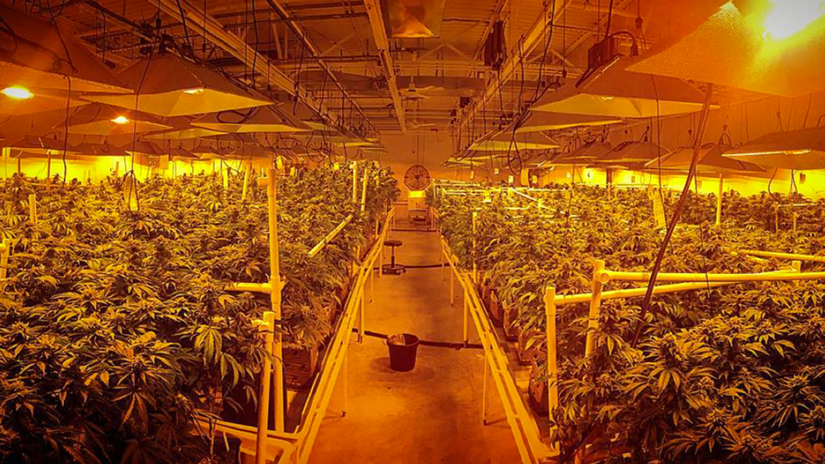 gardenstategrowx1200 Inside the Garden State Dispensary 'grow' in Woodbridge, New Jersey. (Provided by Franklin Labs, LLC.)