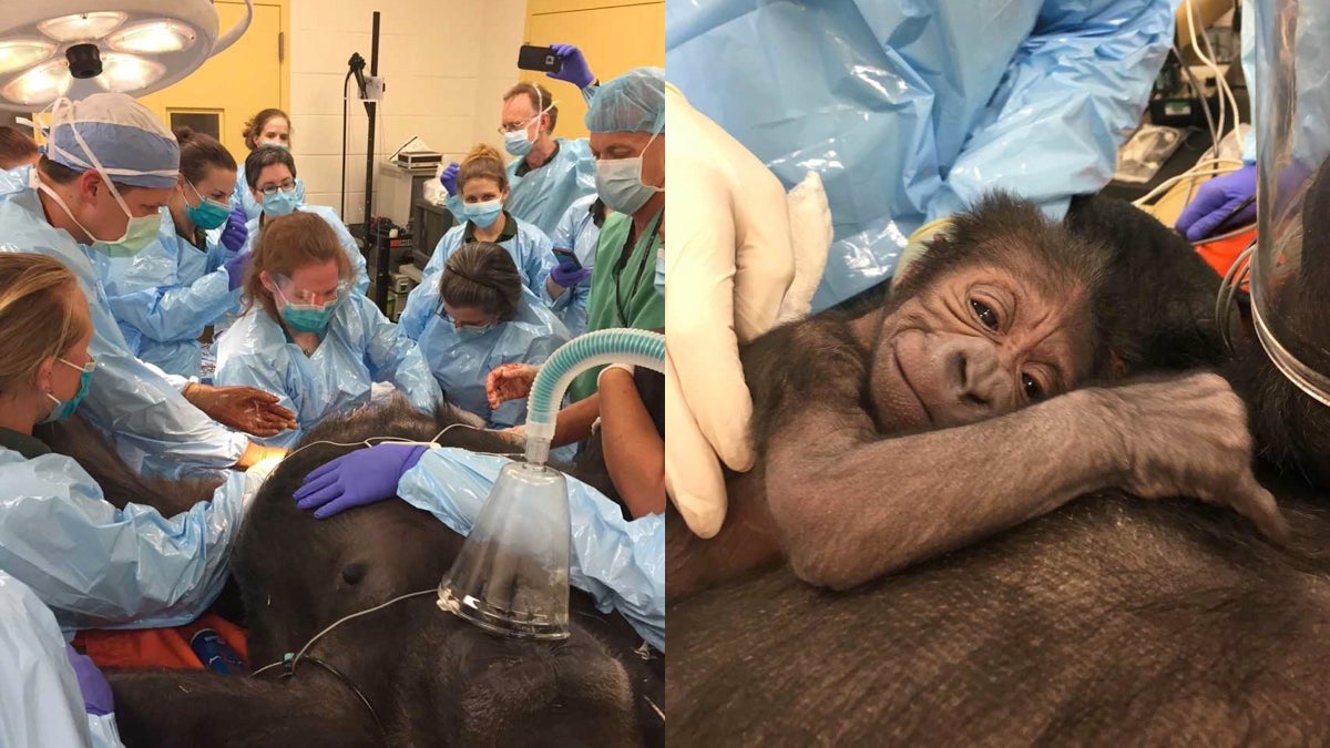  A team of veterinarians and physicians delivers a baby gorilla at the Philadelphia Zoo. (Philadelphia Zoo) 