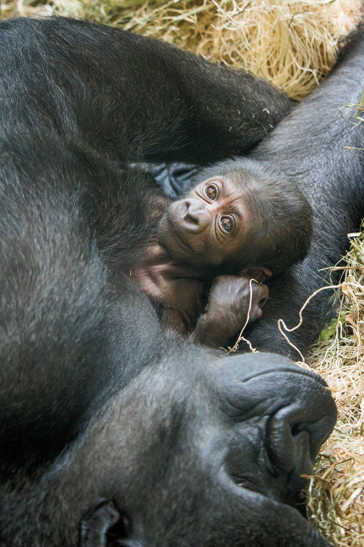  The baby gorilla born at the Philadelphia Zoo has not yet been named. (Philadelphia Zoo) 