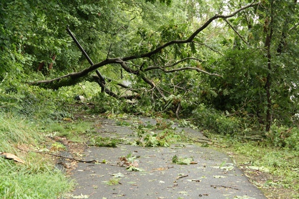 A downed tree blocks the path along Crystal Lake Park in Haddon Township New Jersey following Hurricane Irene.