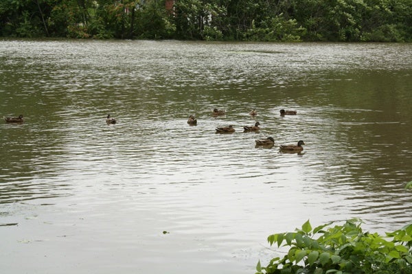 Some ducks are out for a swim in Crystal Lake Park in Haddon Township New Jersey following Hurricane Irene.