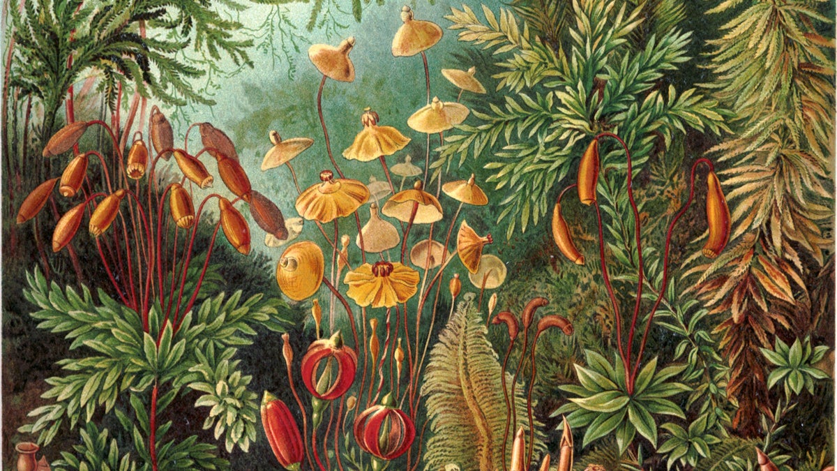  Muscinae Scientific illustration by Ernst Haeckel. (Wagner Free Institute of Science) 
