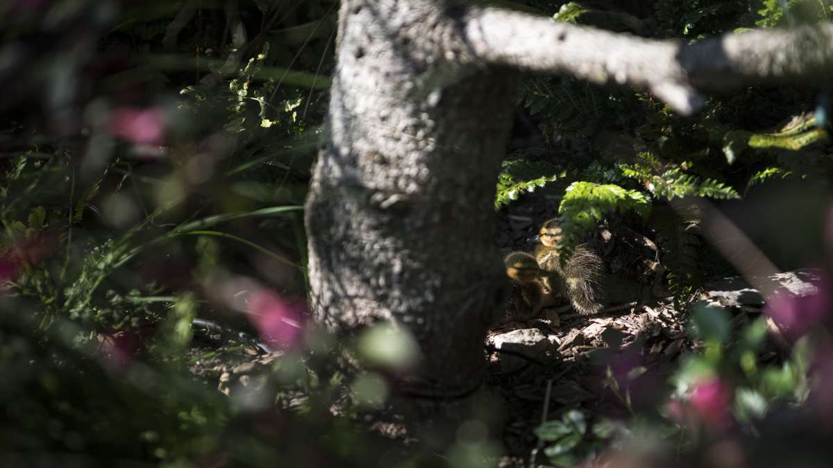 A group of ducklings nest in a planter along the Delaware River during opening weekend of the Spruce Street Harbor Park.