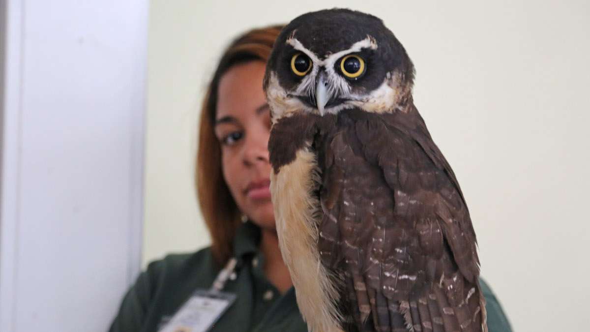 Live owls from Philadelphia Zoo were on sight at the Harry Potter Festival (Natavan Werbock/for NewsWorks)