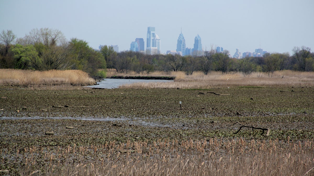  The John Heinz National Wildlife Refuge at Tinicum is less than 10 miles from center city. (Emma Lee/for NewsWorks) 