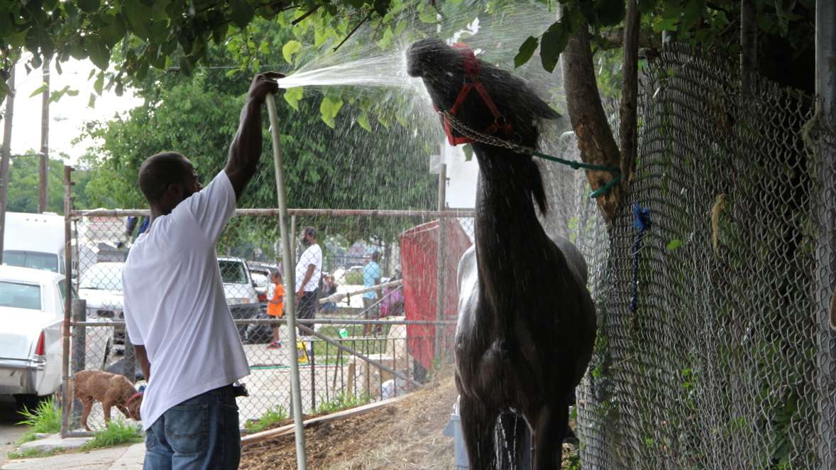 A horse gets a cooling bath outside the stables on Fletcher Street. (Emma Lee/WHYY)