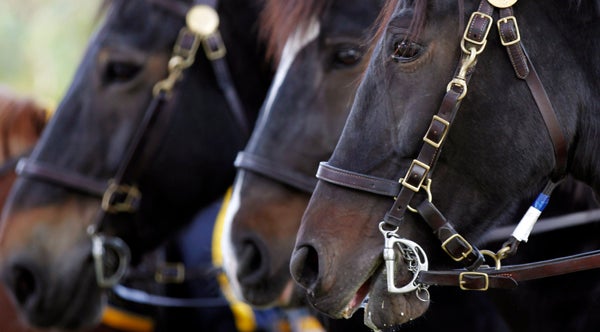  Pa. State Police looking for some four-footed troopers (Matt Rourke/AP Photo, file) 