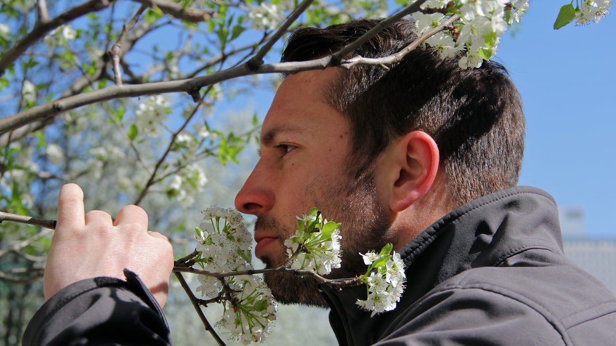  Philadelphia Horticultural Society project coordinator Connor Stanton sniffs a Bradford pear blossom, which he says smells like rotten fish. (Emma Lee/for NewsWorks) 