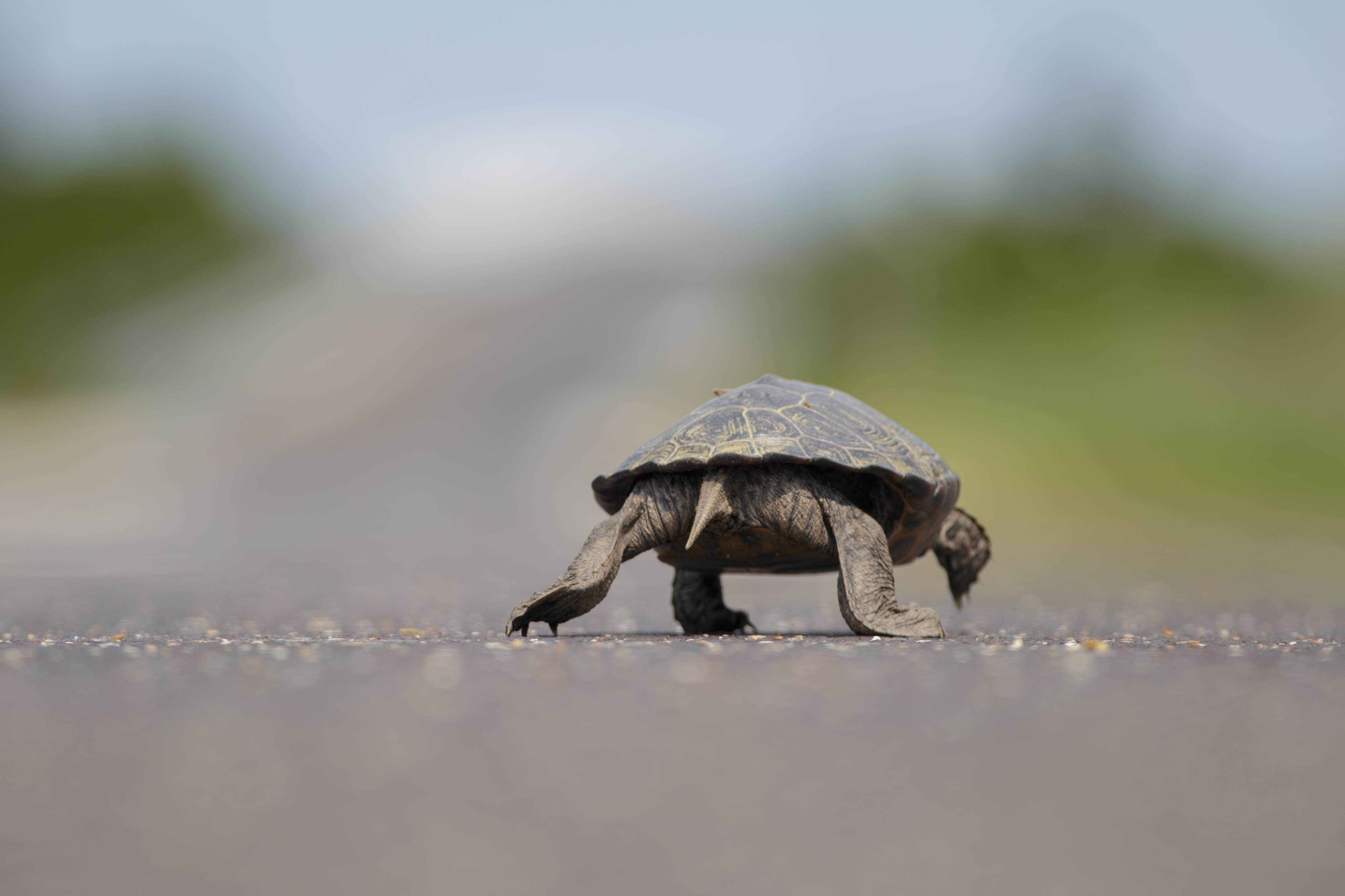  A northern diamondback terrapin crossing a southern Jersey Shore road on Wednesday. (Image courtesy of Ben Wurst/Conserve Wildlife Foundation of New Jersey) 