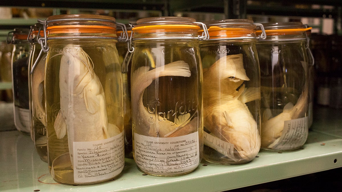 Catfish that are part of the Tulane fish collection are stored in jars full of alcohol. Tulane is about to receive a large share of the University of Louisiana Monroe fish collection because ULM no longer wants to support it. (Irina Zhorov/The Pulse)  