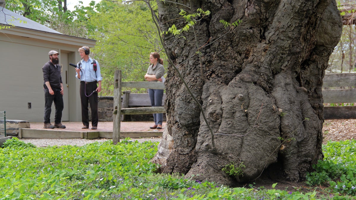  Peter Crimmins talks with head gardener Todd Greenberg about Bartram's Garden's oldest living tree, a yellowwood, whose fallen branches were reclaimed for art. (Emma Lee/for NewsWorks) 