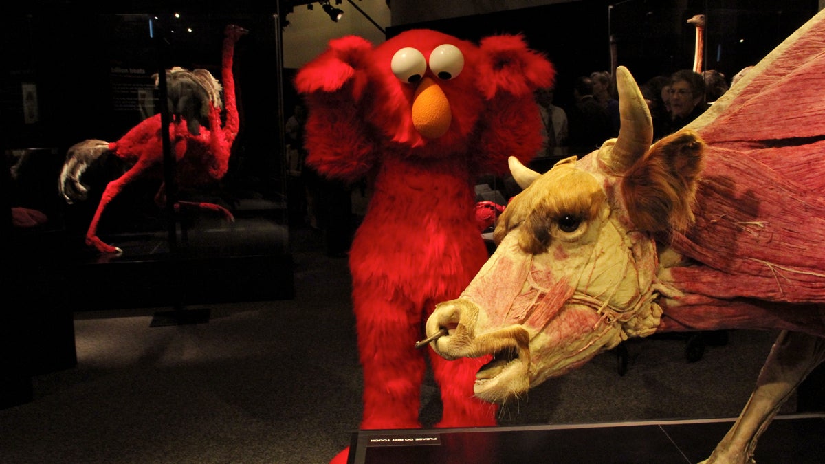 The Frankin Institute explores anatomy with two exhibits: Sesame Street Presents the Body and Animals Inside Out. (Emma Lee/WHYY)