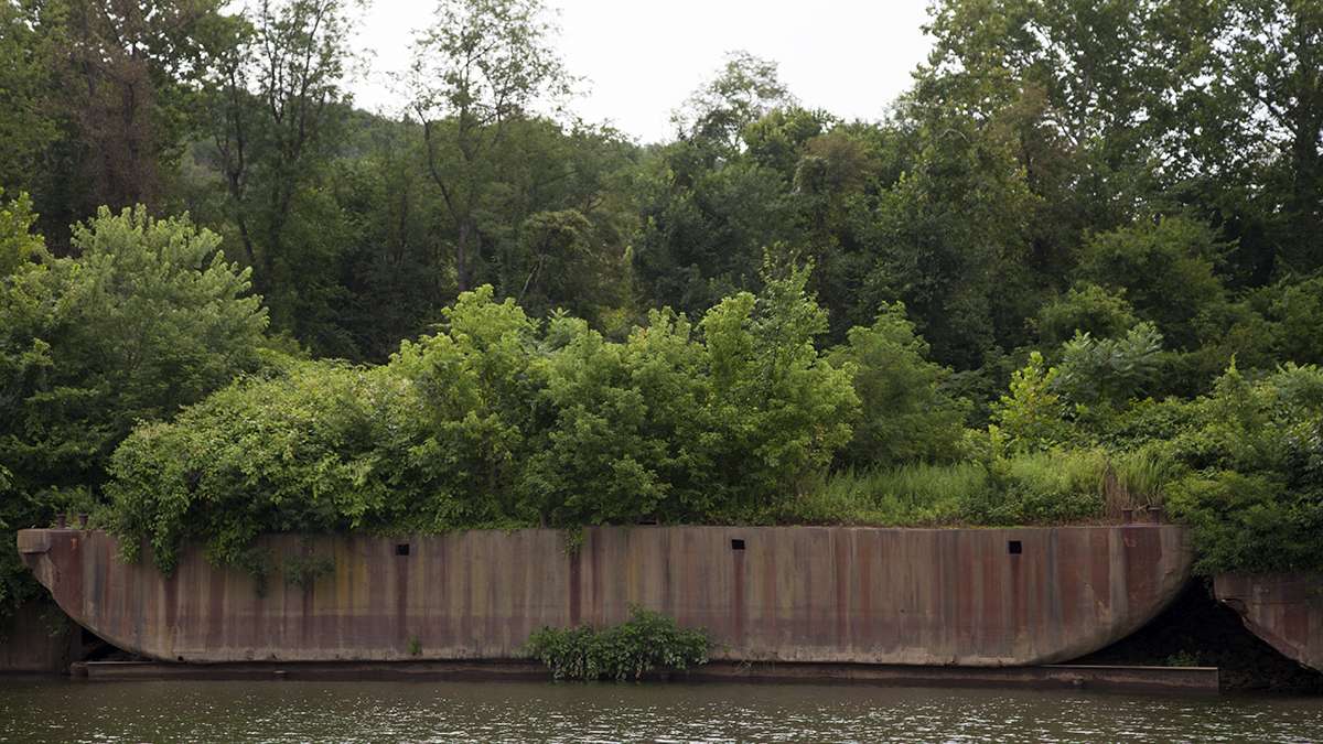 Abandoned barges can be found along the banks of Pittsburgh's rivers. Some of them have been repurposed as boat launches or coastline, but some, like this one, are covered in vegetation. (Irina Zhorov/WESA)