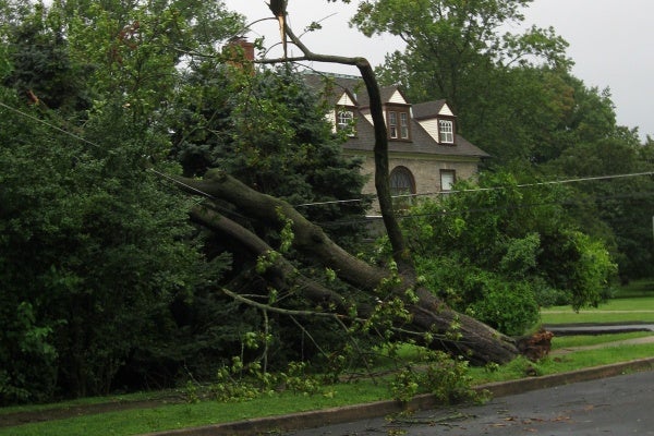Large trees fell victim to the storm, including this one in Langhorne, Bucks County. (Eugene Sonn/For NewsWorks)