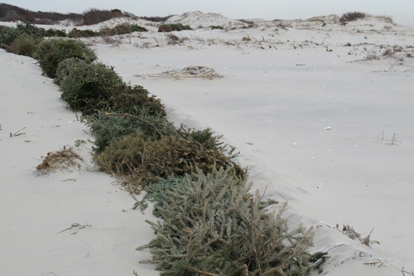 <p><p>Christmas trees lined up along the beach on Island Beach State Park will help form protective dunes. (Phil Gregory/for NewsWorks)</p></p>
