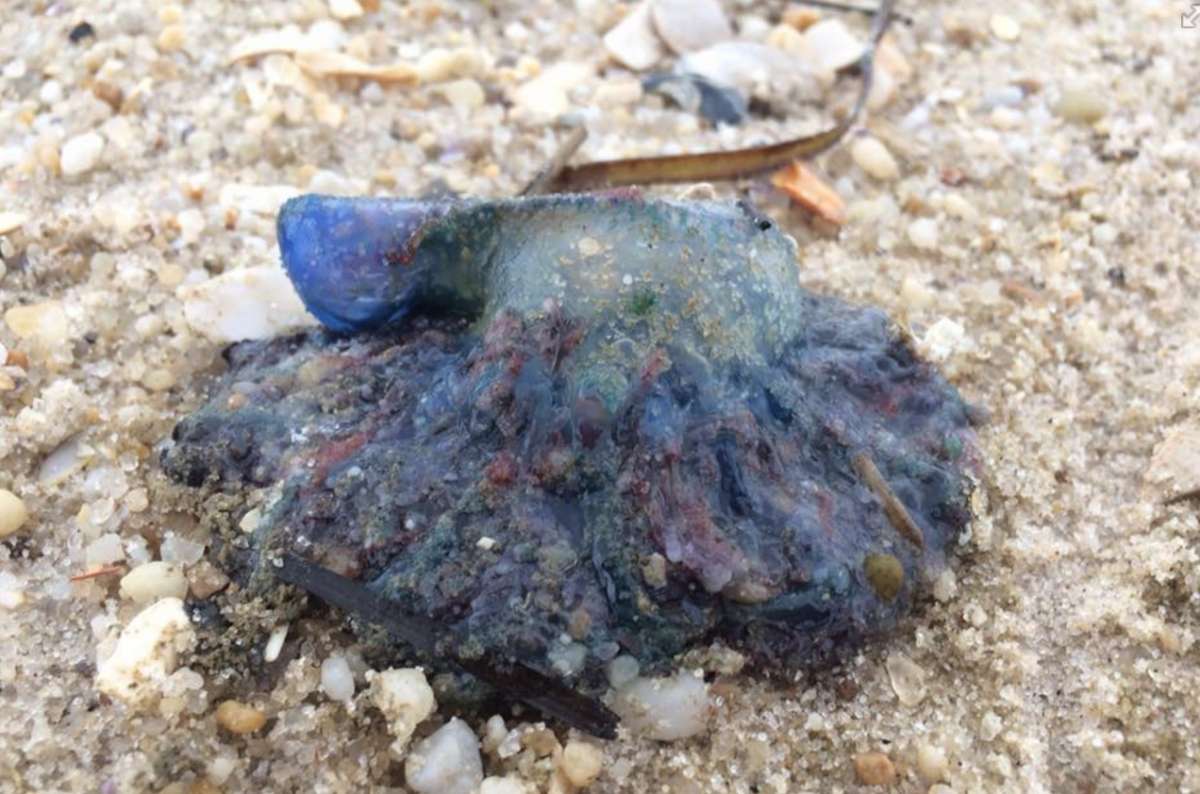 On the beach in Lavallette in 2016 by JSHN contributor Jamie Pearsall. 