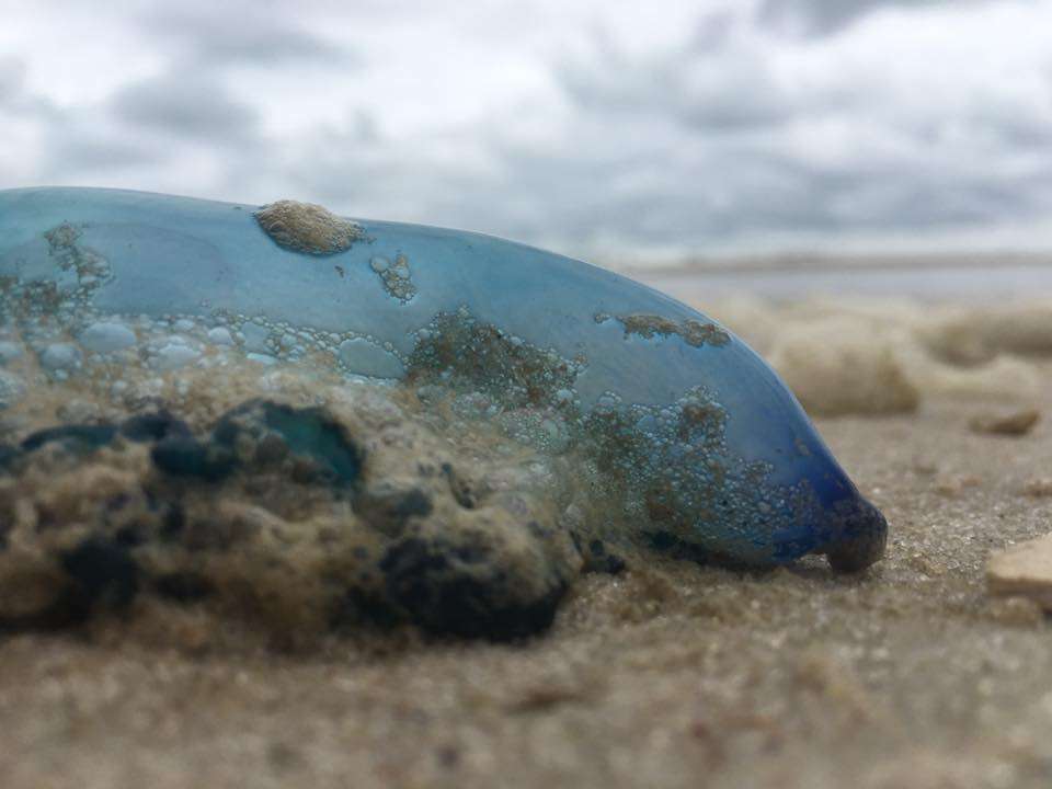 In Island Beach State Park in 2016 by JSHN contributor Jennifer Daley.