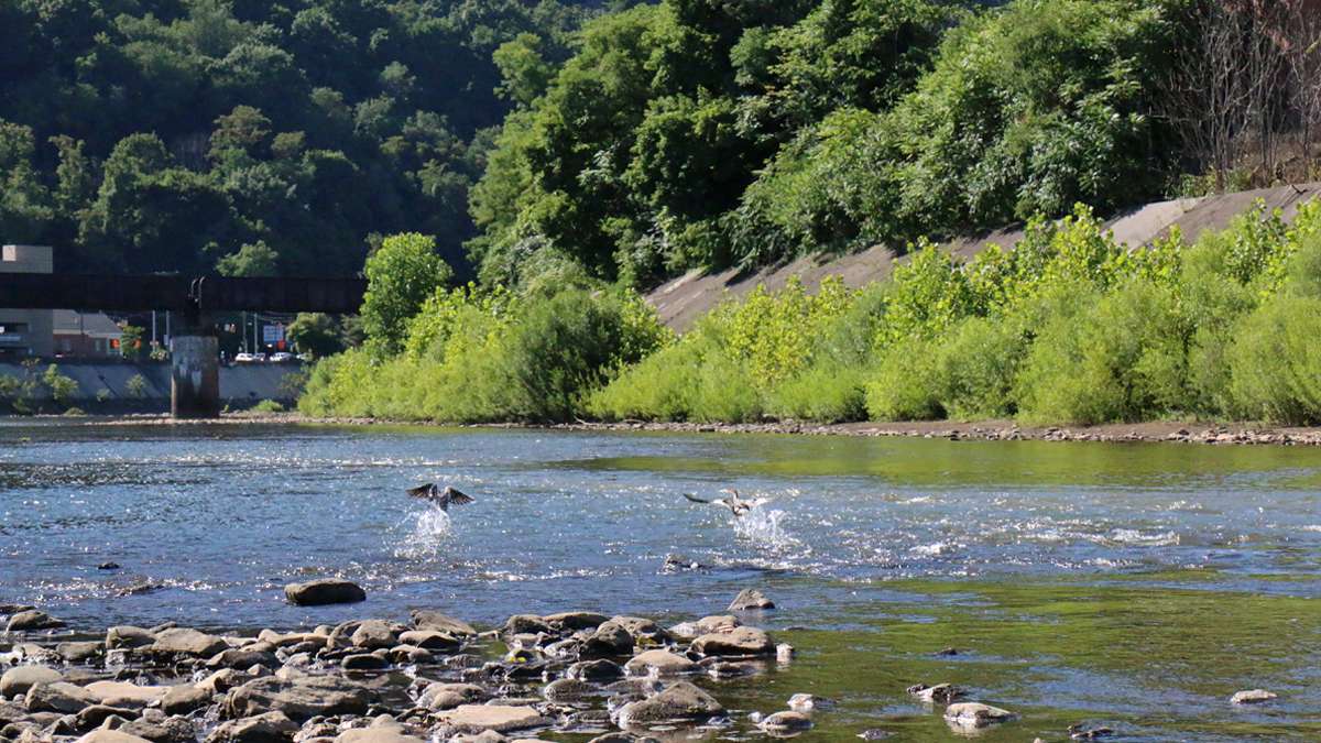 In the past, the rivers in Johnstown were used for the coal mining and steel industries, but today the water is clean and home to trout, bass, beavers, blue herons, ducks and other wildlife. (Lindsay Lazarski/WHYY)
