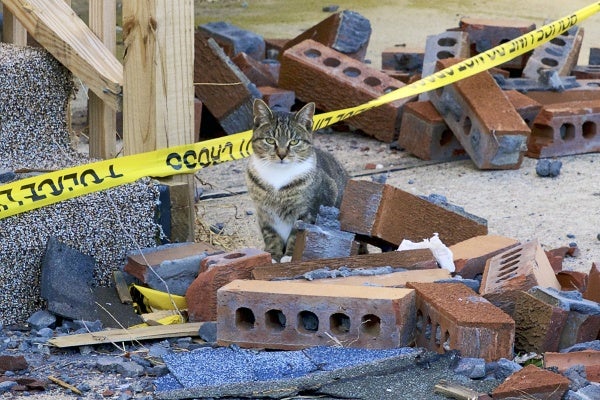 <p>Humans aren't the only ones suffering in Sandy's aftermath. ( Jana Shea /for NewsWorks )</p>
