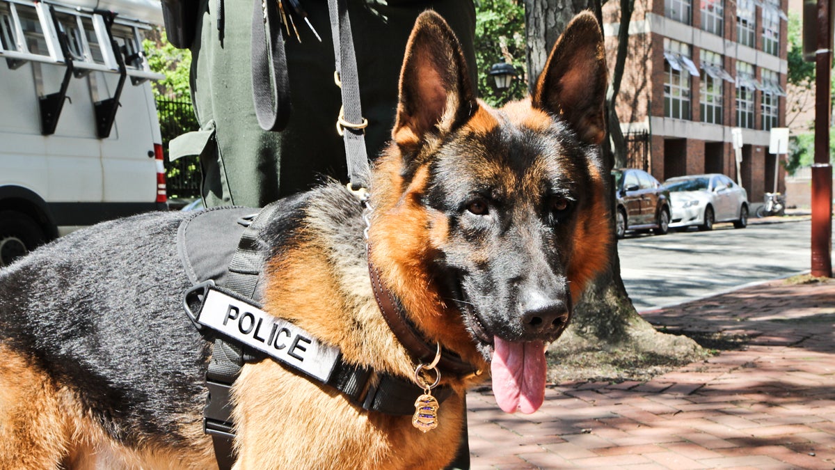  German shepherd Ken Franklin is Independence National Historic Park's newest ranger. (Kimberly Paynter/WHYY) 