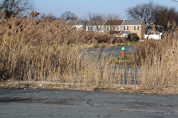 <p>The land between 86th Street and the John Heinz Wildlife Refuge is zoned single-family residential, but Korman has proposed a 722-unit apartment complex. (Emma Lee/for NewsWorks)</p>
