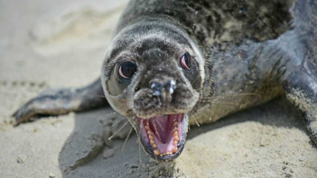  A baby grey seal. Image courtesy of the Marine Mammal Stranding Center. 
