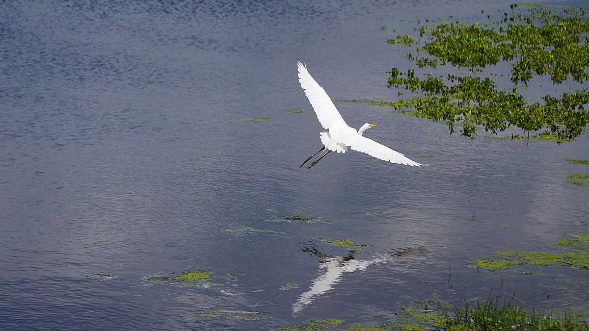  A bird flies over the pond at the Cape May Bird Sanctuary. (Photo courtesy of Evelyn Tu/for NewsWorks) 