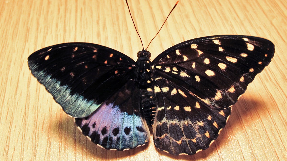 The right wings of this live Lexias pardais are characteristic of the female of the species, and the left wings are typical of the male. The body’s coloration is exactly split down the middle lengthwise. (Image courtesy of Isa Betancourt/Academy of Natural Sciences Philadelphia) 
