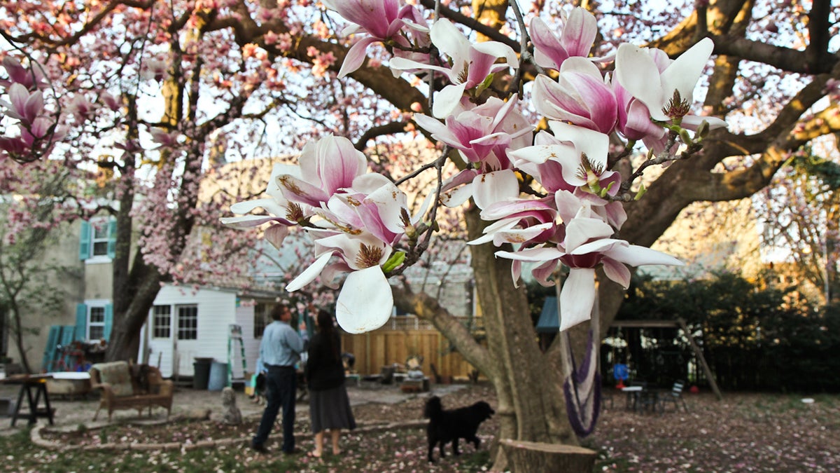  This Magnolia soulangeana blooms once a year in Germantown. (Kimberly Paynter/WHYY) 