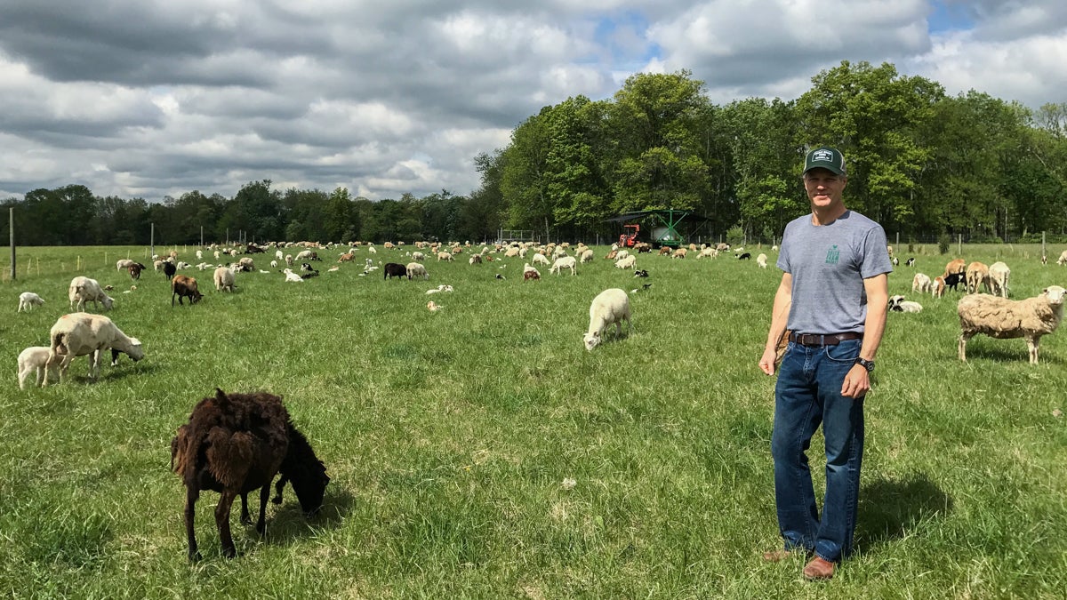  Jon McConaughy, owner of Double Brook Farms, stands in the field with his flock of sheep. (Paige Pfleger/WHYY) 