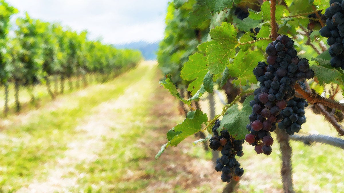  A vineyard. (Big Stock photo) 