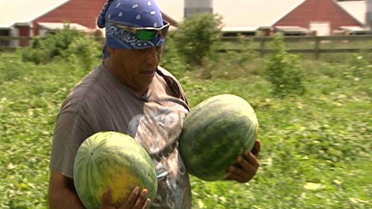  Francisco Galindo is grateful that for the federal migrant education program that his children attend while he and their mother work on watermelon farms near Laurel. (Dan Rosenthal/WHYY)  