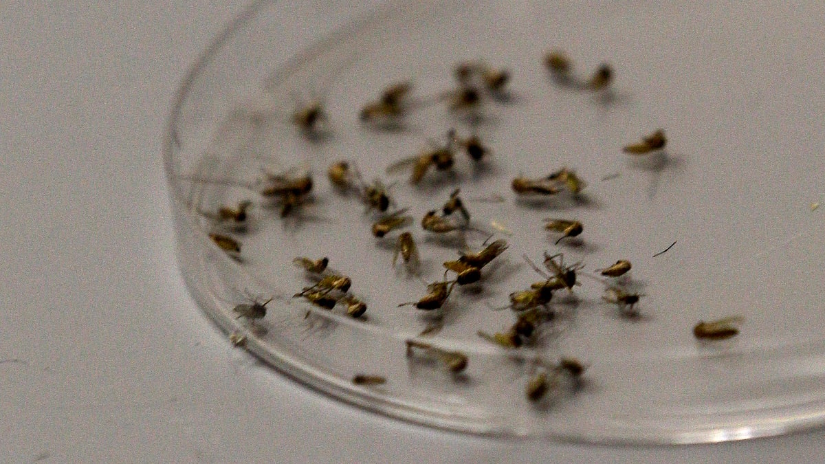  Dead mosquitos are lined up in petri dishes waiting to be sorted. (AP Photo/LM Otero, file) 