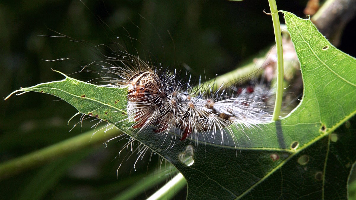  A gypsy moth caterpillar eats a leaf on a tree Tuesday in Trenton, N.J., in this 2007 photo. Pennsylvania officials intend to spray in four counties to protect trees from the pests. (AP photo/Mel Evans) 