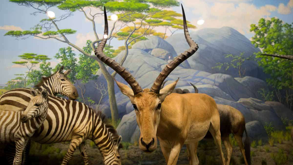 One of the dioramas at the Academy of Natural Sciences of Drexel University in Philadelphia. (Paige Pfleger/WHYY)