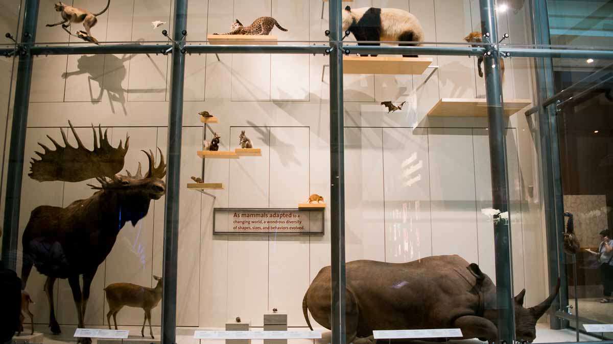 In the Mammal Hall at the Smithsonian's National Museum Of Natural History, the display looks kind of like IKEA meets academia. (Paige Pfleger/WHYY)