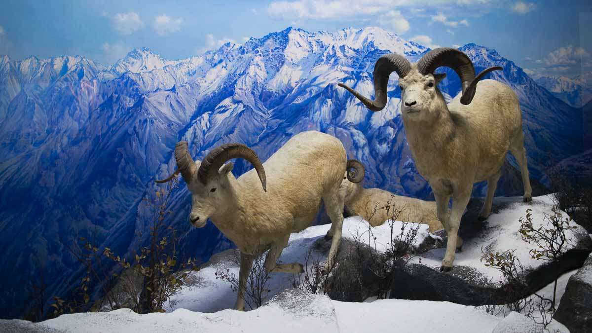 The scenery in the dioramas at the Academy of Natural Sciences of Drexel University in Philadelphia were painted to be exact replicas of a real place. (Paige Pfleger/WHYY)