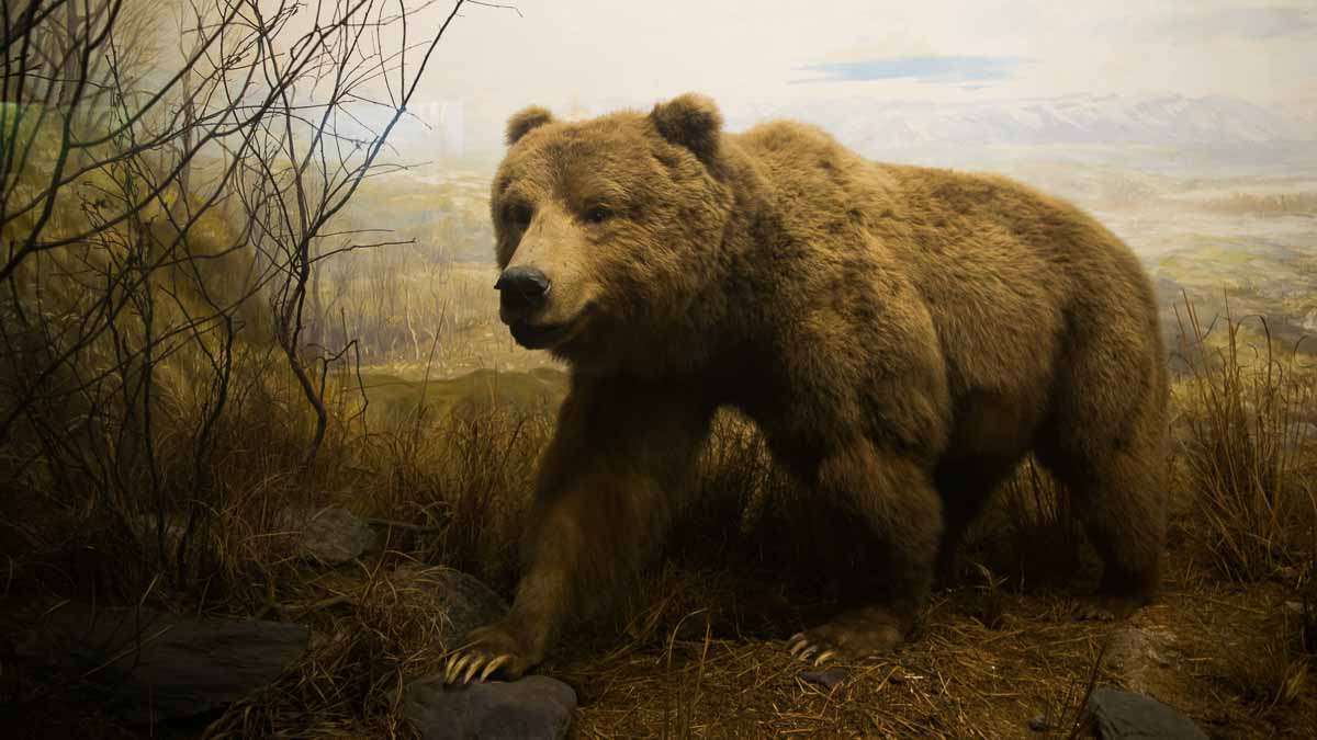 A bear inside a diorama at the Academy of Natural Sciences in Philadelphia. (Paige Pfleger/WHYY)