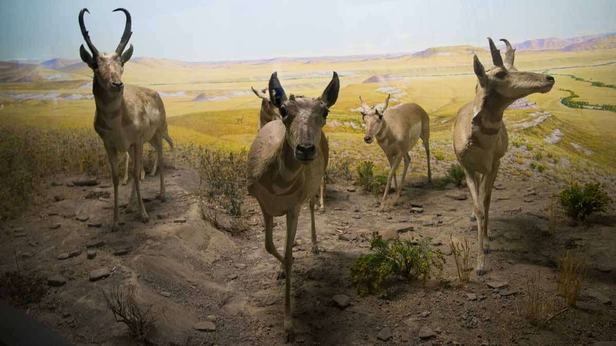 One of the dioramas at the Academy of Natural Sciences of Drexel University in Philadelphia.