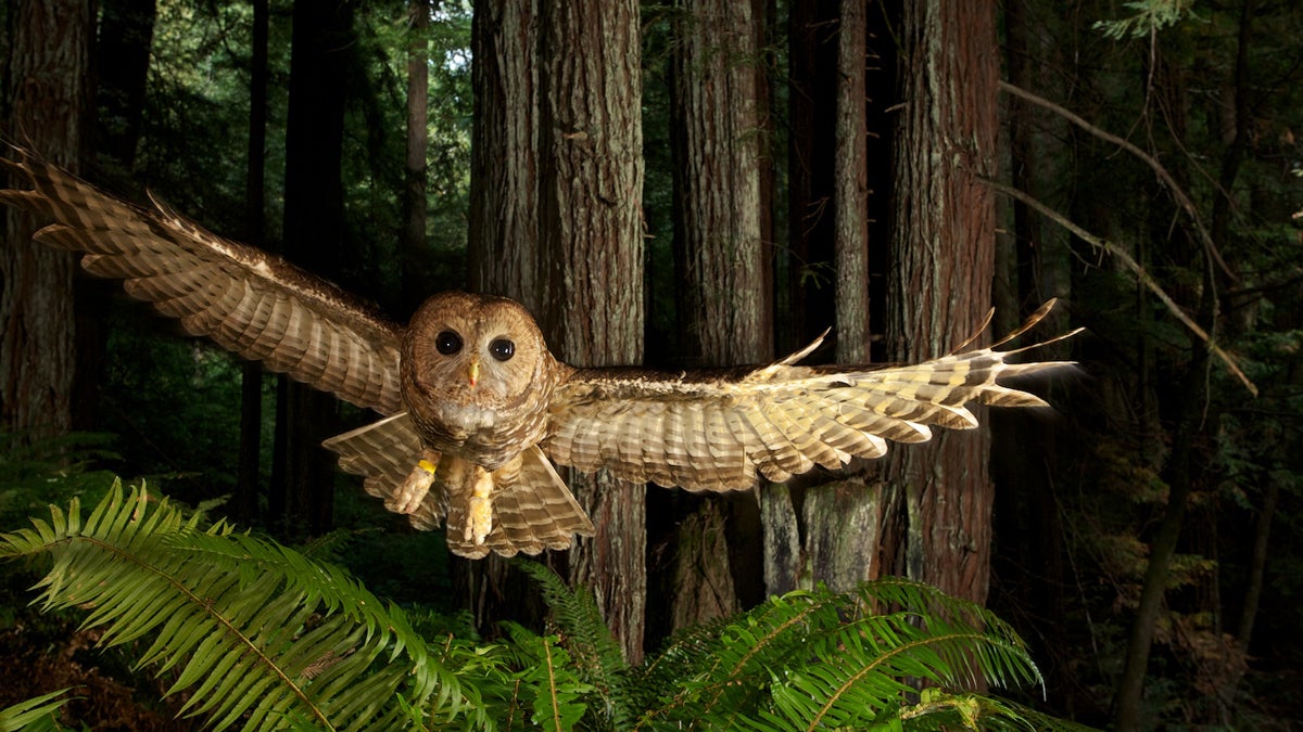  The Philadelphia Museum of Art focuses on the enduring importance of the wild with the first major exhibition of works by world renowned photographer Michael Nichols, June 27 through September 17. Pictured: Northern Spotted Owl in Young Redwood Forest, California, 2009, by Michael Nichols (Courtesy of the artist) © Michael Nichols/National Geographic. 