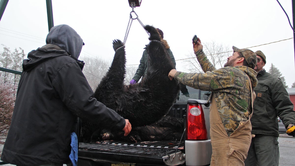  Hunters weigh their kills at a check-in station  kicking off New Jersey's 2013 hunt. This bear weighs in at 240.5 pounds. (Emma Lee/WHYY) 
